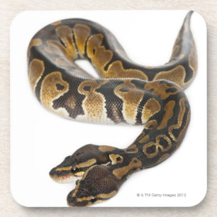 Dessous-de-verre Deux ont dirigé le python royal ou le python de