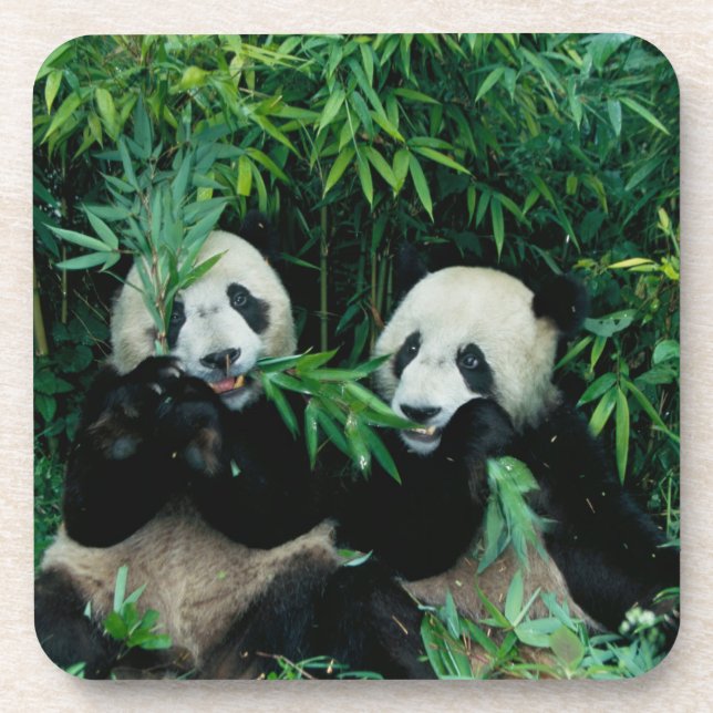 Dessous-de-verre Deux pandas mangeant du bambou ensemble, Wolong (Devant)
