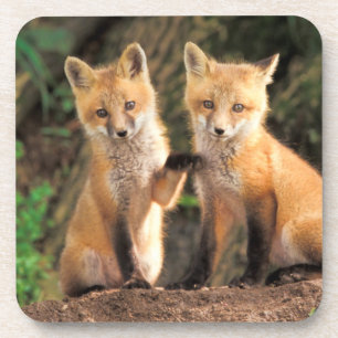 Dessous-de-verre Deux Pups Red Fox devant leur Den