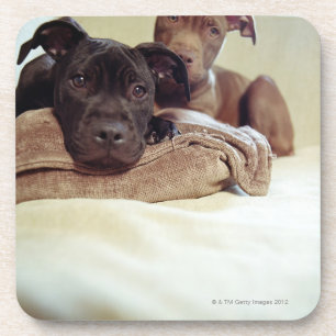 Dessous-de-verre Deux terriers de pitbull se reposant à