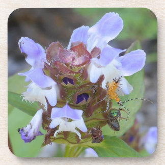 Dessous de verre d'insecte