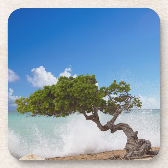 Dessous-de-verre Divi Divi Divi Tree, Eagle Beach, Aruba, Caraïbes (Devant)
