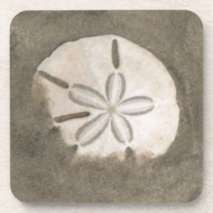 Dessous-de-verre Dollar de sable (Echinarachnius parma)