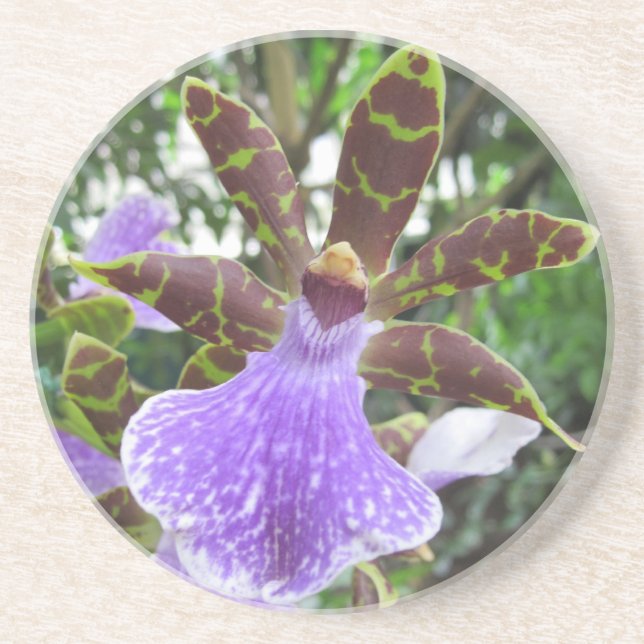Dessous de verre d'orchidée de Zygopetalum (Devant)
