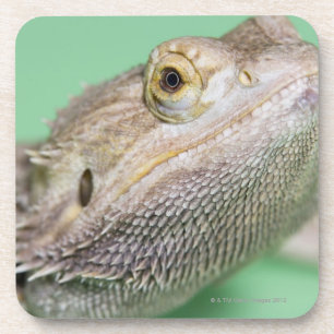 Dessous-de-verre Dragon barbu 2