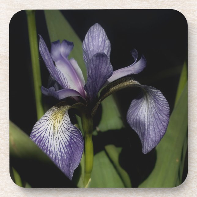 Dessous-de-verre Drapeau bleu Iris Fleur (Devant)