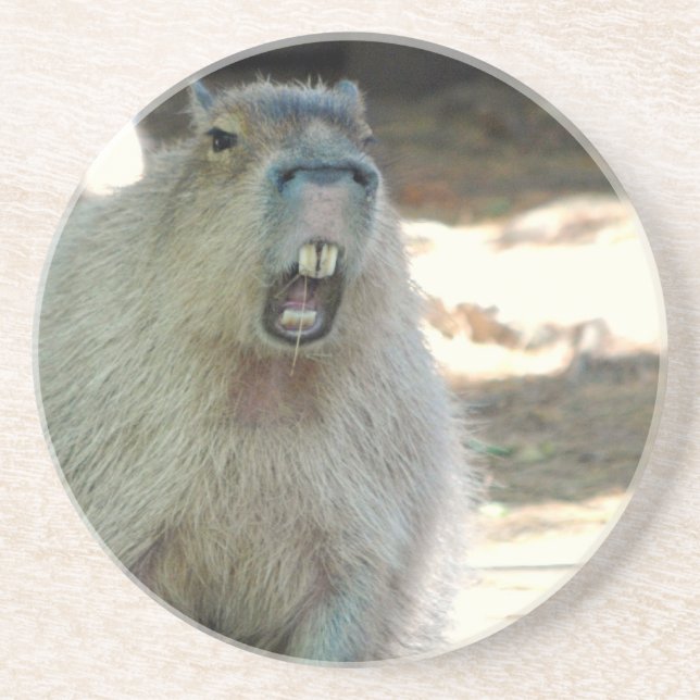 Dessous de verre drôles de Capybara (Devant)
