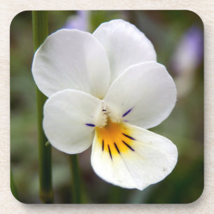 Dessous de verre durs en plastique sauvage Pansy
