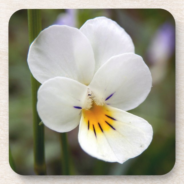 Dessous de verre durs en plastique sauvage Pansy (Devant)