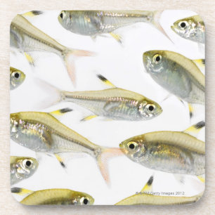 Dessous-de-verre École de tétra poissons de rayon X (Pristella