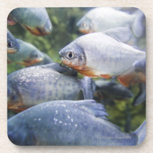 Dessous-de-verre École des piranhas (nattereri de Pygocentrus)