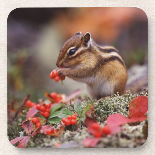 Dessous-de-verre Écureuil (Devant)