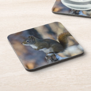 Dessous-de-verre Écureuil d'hiver, animal Brown, photo canadienne
