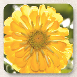 Dessous-de-verre Élégante marguerite fleurie jaune