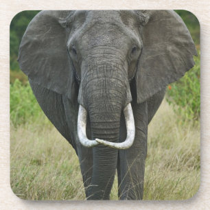 Dessous-de-verre Éléphant d'Afriquena loxodonta, Masai Mara Game