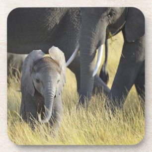 Dessous-de-verre Éléphant de bébé