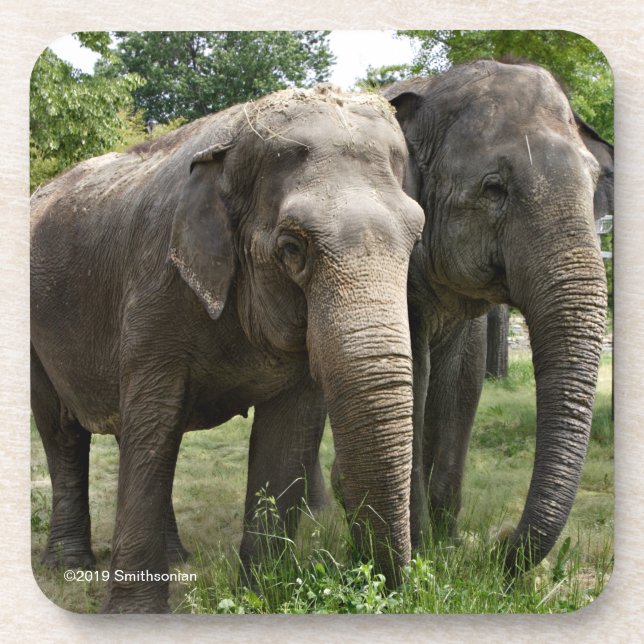 Dessous-de-verre Éléphants asiatiques côte à côte (Devant)