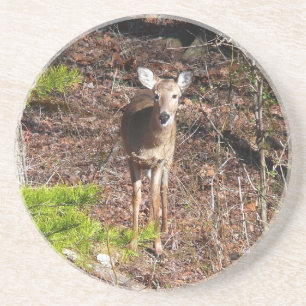 Dessous De Verre En Grès Adorable Cerf dans les Bois Photographie de la nat