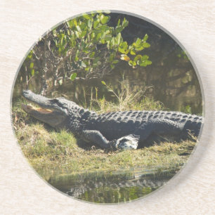 Dessous De Verre En Grès Alligator Américain se reposant Zone humide Nature