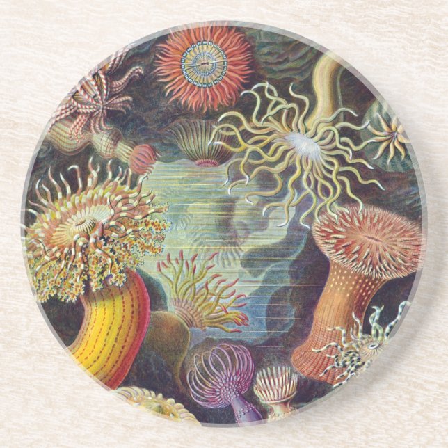 Dessous De Verre En Grès Anémone marine vintage de Haeckel (Devant)