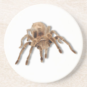 Dessous De Verre En Grès Araignée de tarentule