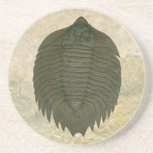 Dessous De Verre En Grès Arctinrus Boltoni Trilobite Fossil