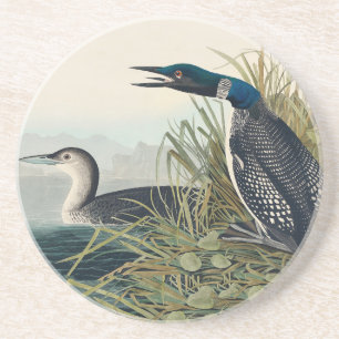 Dessous De Verre En Grès Audubon Bird Loon Diver Classic