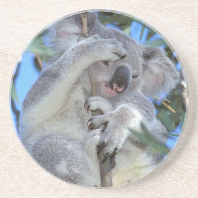 Dessous De Verre En Grès Australie, Koala Phasclarctos Cinereus) (Devant)