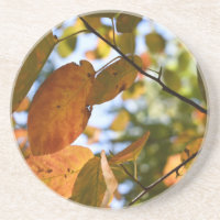 Automne Feuilles Coup d'oeil Automne Photographie