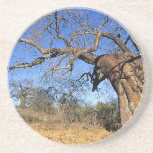 Dessous De Verre En Grès Baobab (Adansonia Digitata), Parc national Kruger