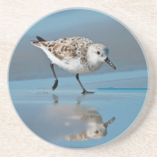 Dessous De Verre En Grès Bécasseau Sanderling (Calidris Alba) Se Nourrissan