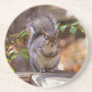 Dessous De Verre En Grès Begging Squirrel