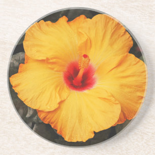 Dessous De Verre En Grès Belle fleur d'hibiscus orange