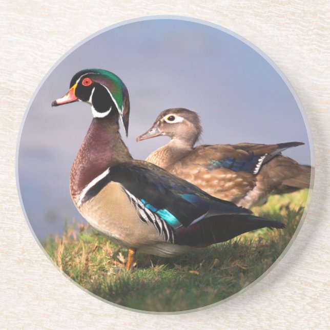 Dessous De Verre En Grès Bord de lac, Canard branchu (Devant)