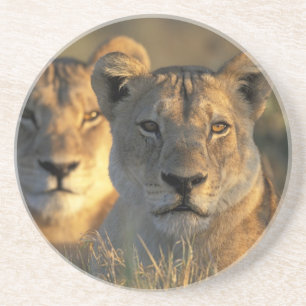 Dessous De Verre En Grès Botswana, parc national de Chobe, Lionnes