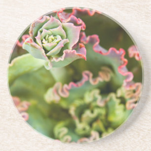 Dessous De Verre En Grès Bourgeon émergent d'une plante Echeveria