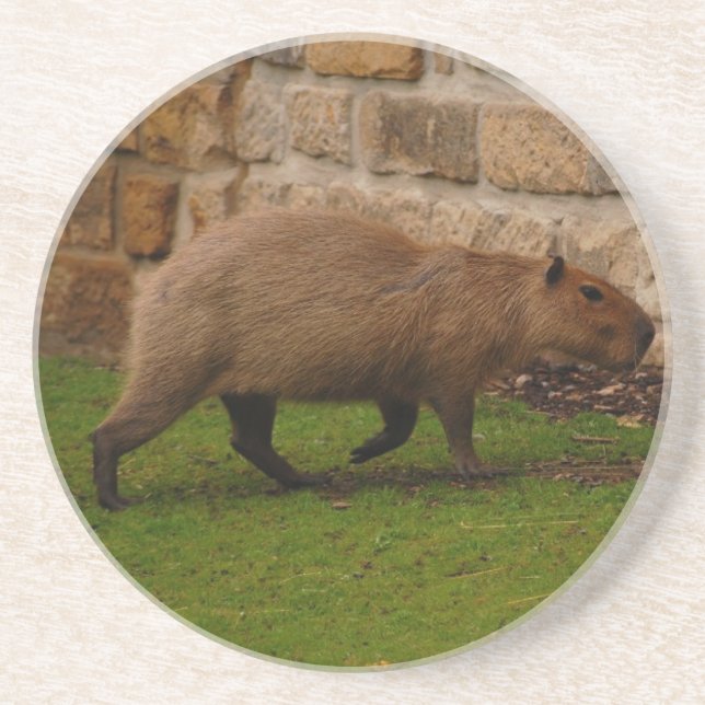 Dessous De Verre En Grès capybara (Devant)