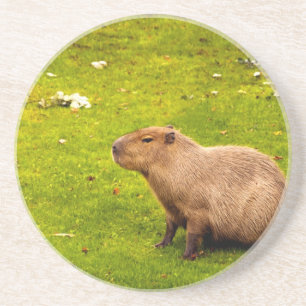 Dessous De Verre En Grès Capybara