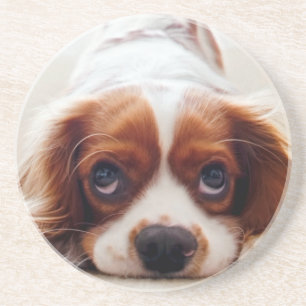 Dessous De Verre En Grès Cavalier King Charles Spaniel