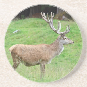 Dessous De Verre En Grès cerfs communs masculins