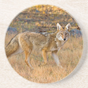Dessous De Verre En Grès Chasse au Coyote (Canis Latrans)