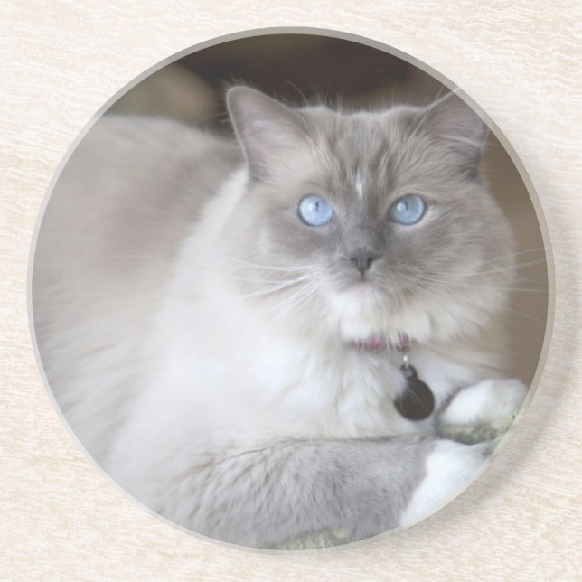Dessous De Verre En Grès Chatte Ragdoll (Devant)