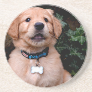 Dessous De Verre En Grès Chien chiot mignon Golden Retriever Chien