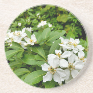 Dessous De Verre En Grès Choisya Ternata