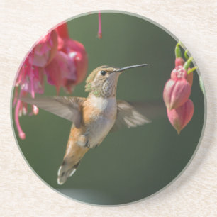Dessous De Verre En Grès Colibri roux se nourrissant de Fuchsia