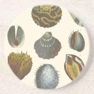 Dessous De Verre En Grès Collection de conchyliologie