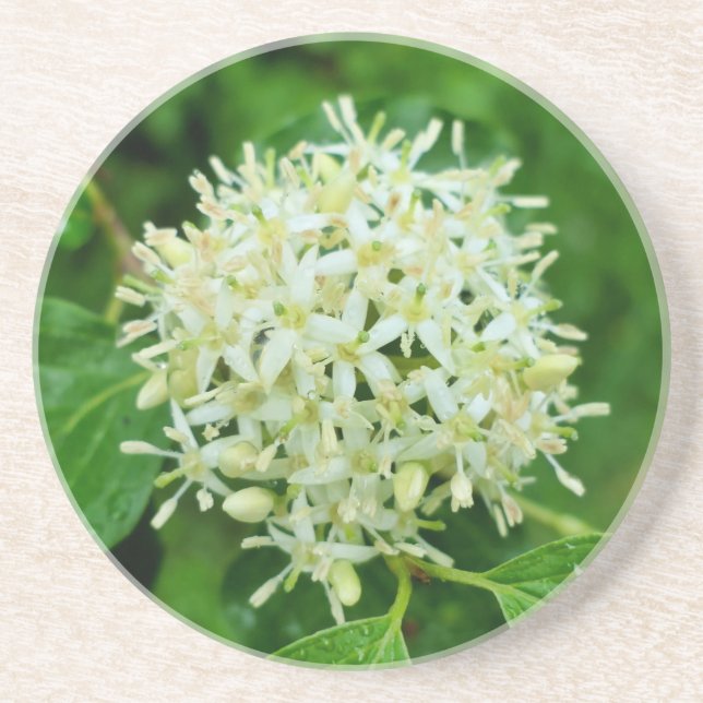 Dessous De Verre En Grès Cornus sanguinea (Devant)