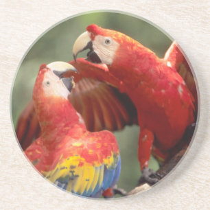 Dessous De Verre En Grès Couple d'Ara scarlets