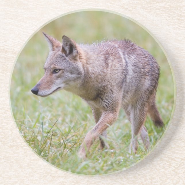 Dessous De Verre En Grès Coyote dans le champ, Cades Cove (Devant)