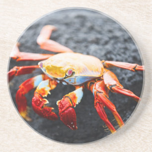 Dessous De Verre En Grès Crabe de lightfoot de sortie sur une roche noire